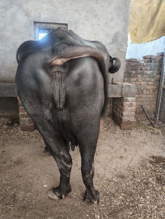 ખડાઈ વેચવા ની છે