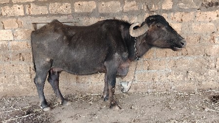 ભેંસ વેચાવાની છે