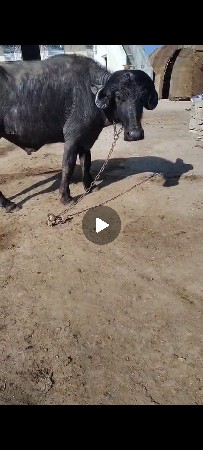 45હજાર દાવ પાડો