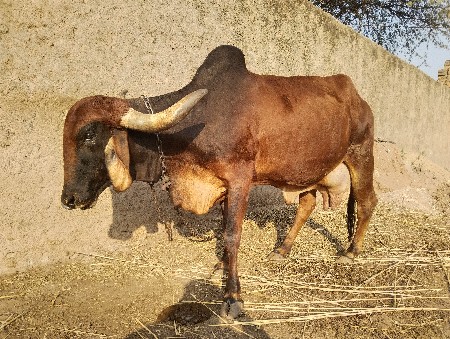 દેસી ગાય વેચવાની છે