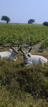 ગોઢલા વેચવાના છે