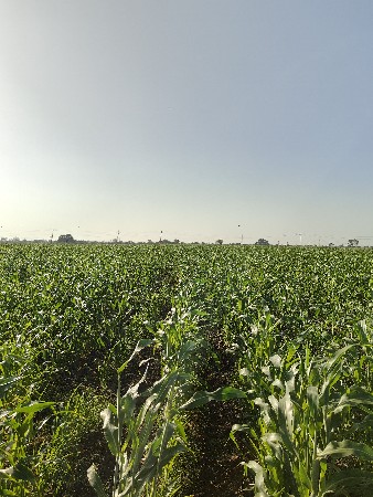 લીલી જવાર  વાંચવાની છે