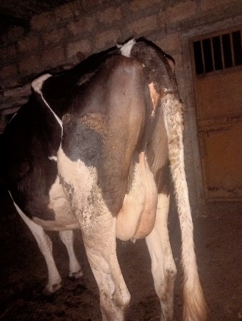 થંબનેલ 4