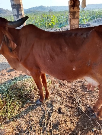 थंबनेल 2