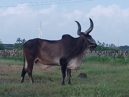 આવો બળદ લેવાનો સે ફૂલ પાણિયારો