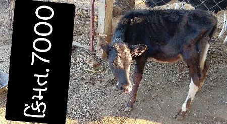 1પડી /વાંસડી 2