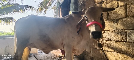 આ    ગાય      વેચવાની    છે