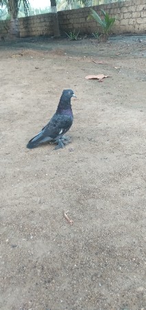 थंबनेल 3