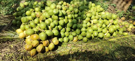 નારિયેળ. ભાવ.  થી. અથવા. ઈજારો