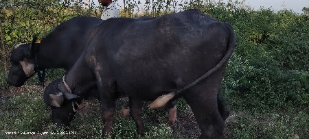 થંબનેલ 2