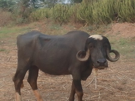 थंबनेल 3