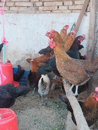 દેશી  દેશી મુરઘી વેચવા ની છે