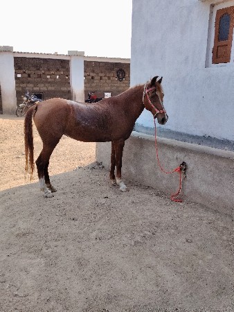 ઘોડી વેચવાની છે