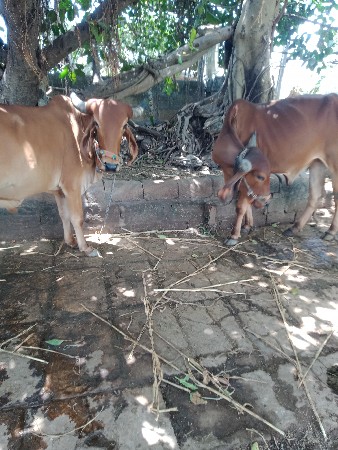 થંબનેલ 2