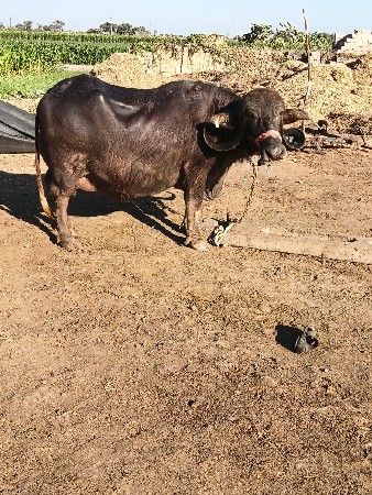 3 વેતર વીયાસે..