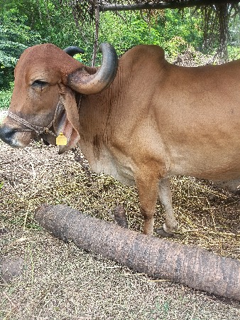 બળદ વેચ વાનો છે ફૂલ જવાબદારી