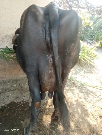 थंबनेल 3