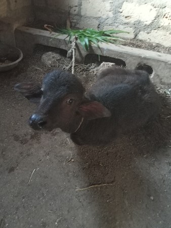 થંબનેલ 3