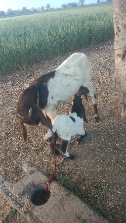 थंबनेल 2