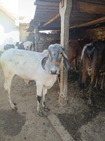 थंबनेल 3