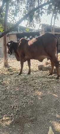 थंबनेल 3