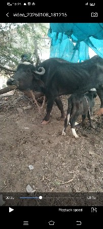 થંબનેલ 2