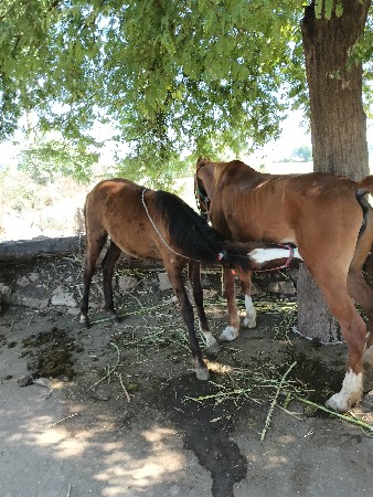 थंबनेल 3