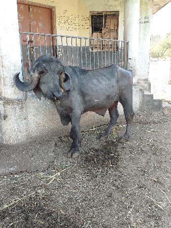 પાડો વેચવાનો છે