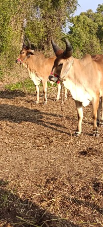 ઘોઘલા વેચવા ના છે