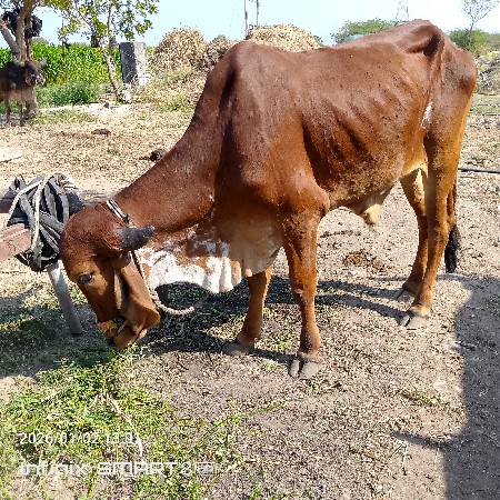 ગોઢલા વેચવાના છે
