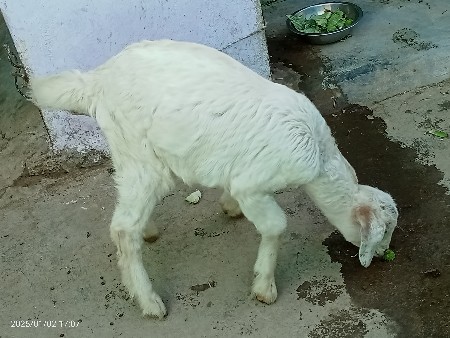 એક બકરી એક પાઠ અને બચી નાની