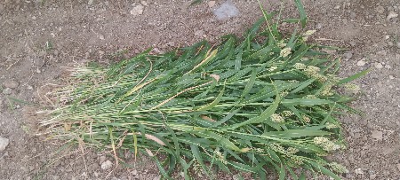 lili juvar vesvani che