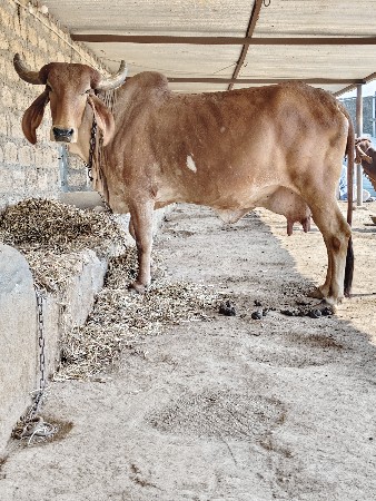 ગાય વેચવાની છે