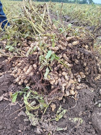 મગફળી     39