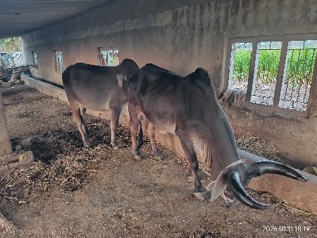 थंबनेल 2