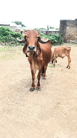 ગીર ગાય વેચવાની છે