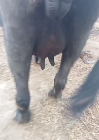 ભેંસ વેચવાની છે