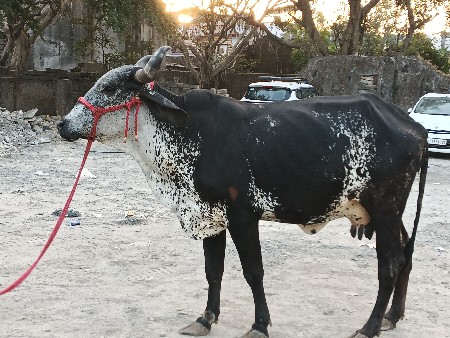 थंबनेल 2