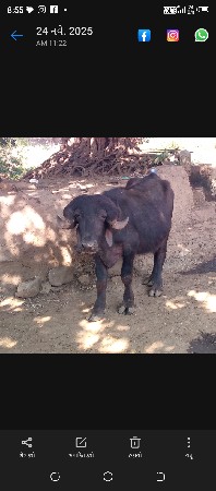 પાડોવેસવાનોછે