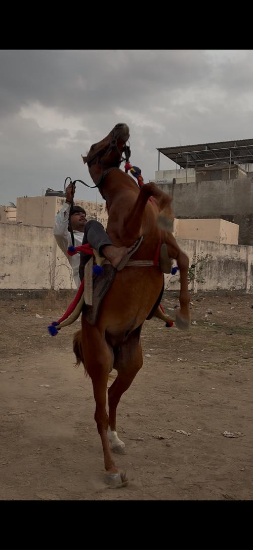 ઘોડો વેસવા નો સે 2 પગે હાલે સે 3 વર્સ નો સે