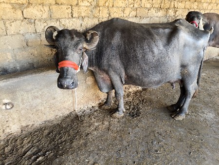 પાંચ પાંચ લીટર દૂધ 15 દિવસની વીણેલ