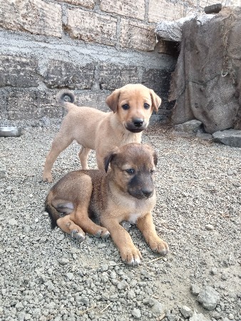 કુતરા દેવાના સે