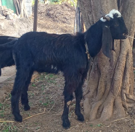 આ બે બકરા વહેંચવાના છે.