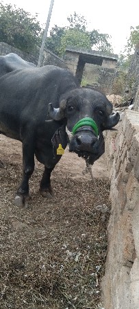 थंबनेल 3