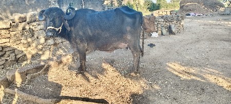 ભેંસ વેચવાની છે