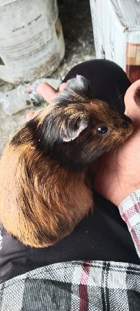 guinea pig