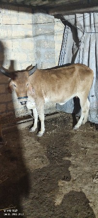 ગાય વૅચવાની