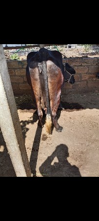 એક વચડી ને બે ગાય