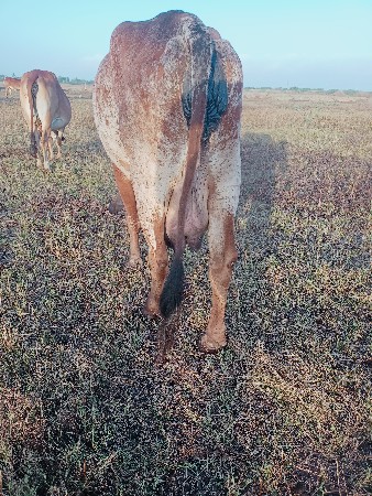 थंबनेल 2