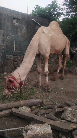 थंबनेल 3